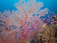 Bild zeigt Unterwasser-Corallen 
