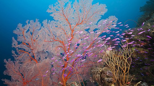 Bild zeigt Unterwasser-Corallen